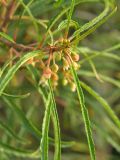 Frangula alnus