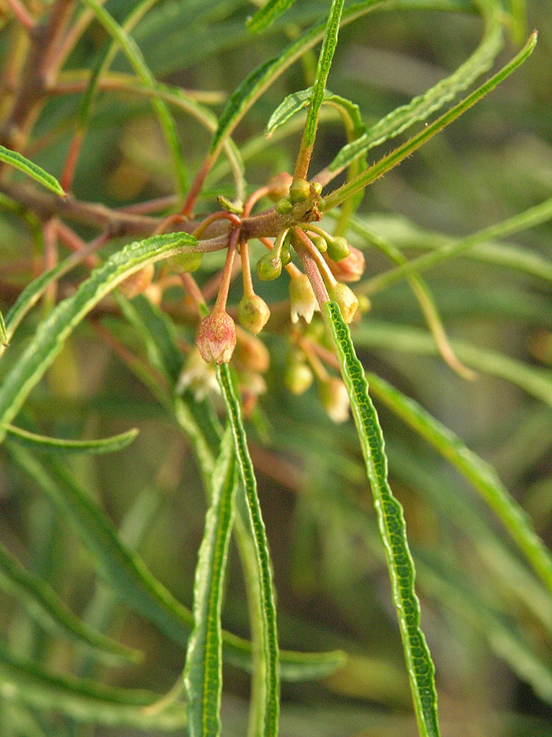 Изображение особи Frangula alnus.