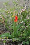 Tulipa ivasczenkoae. Цветущие растения (на заднем плане - цветущая Cerasus tianschanica). Казахстан, хр. Шолак, северней вдхр. Капчагай. 17.04.2019.