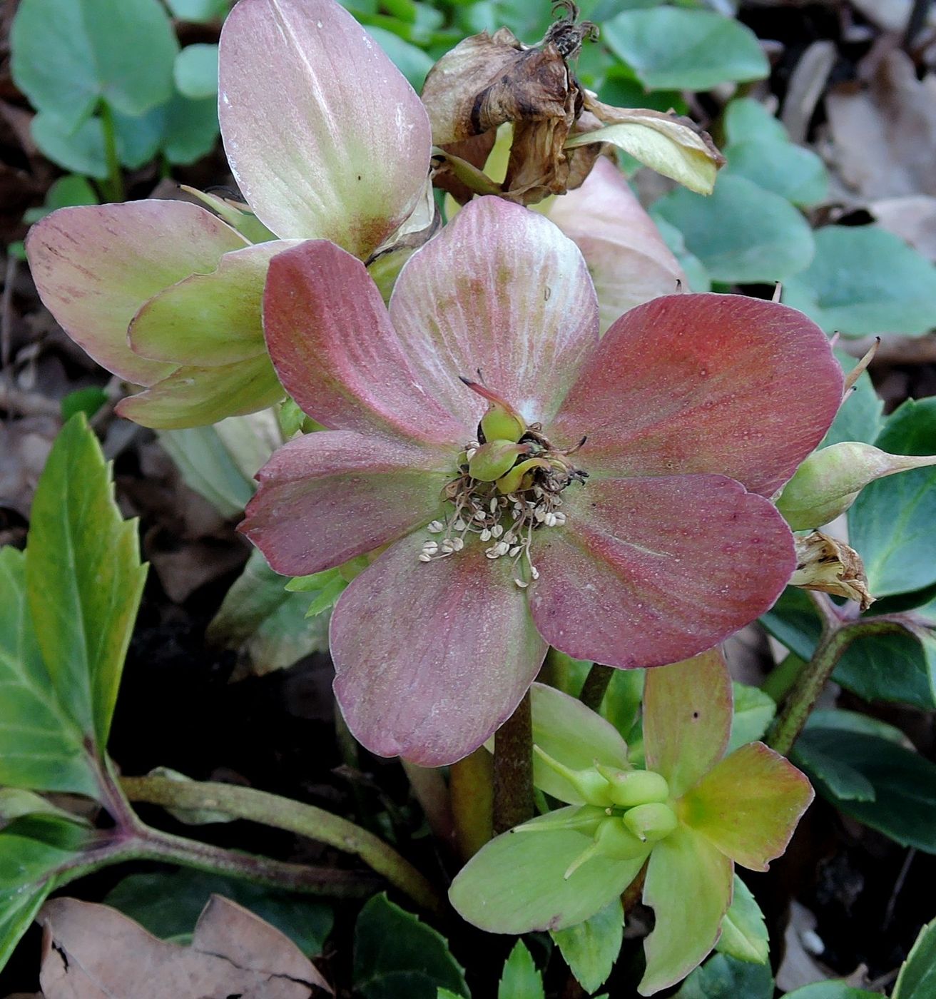 Изображение особи Helleborus niger.