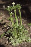 Anemone multifida. Бутонизирующее растение (Anemone multifida Poir. ssp. saxicola (Boivin) W.A. Weber). Костромская обл., Судиславский р-н, дер. Антипино, в культуре. 24.05.2019.