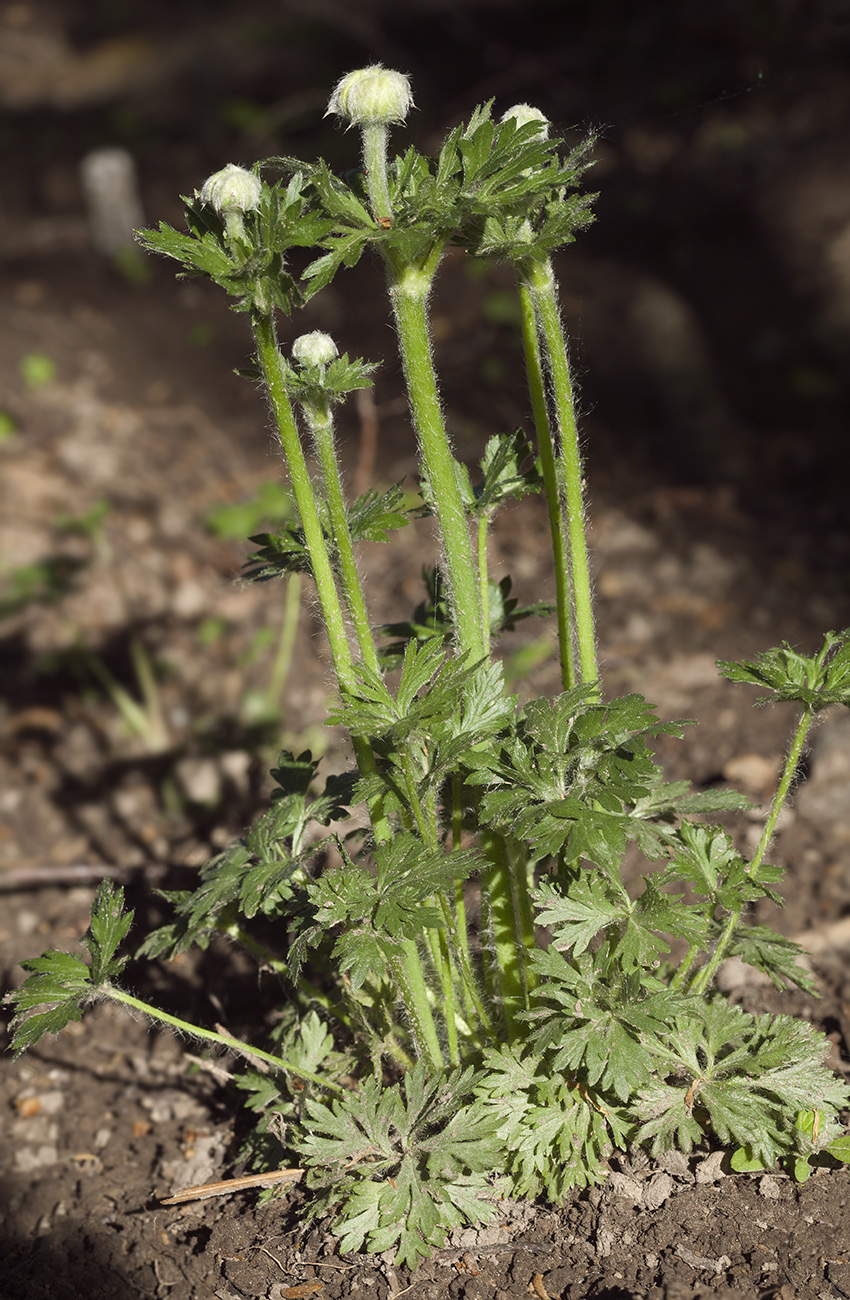 Изображение особи Anemone multifida.