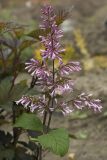 Syringa × prestoniae. Верхушка цветущего побега (культивар 'Miss Canada'). Костромская обл., Судиславский р-н, дер. Антипино, в культуре. 02.06.2019.