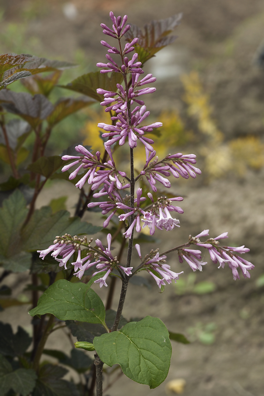 Image of Syringa × prestoniae specimen.