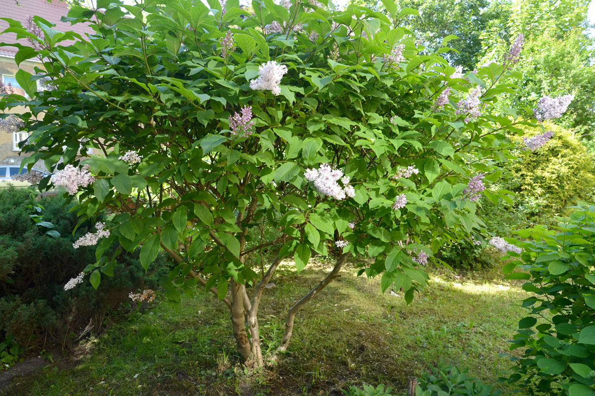 Image of genus Syringa specimen.