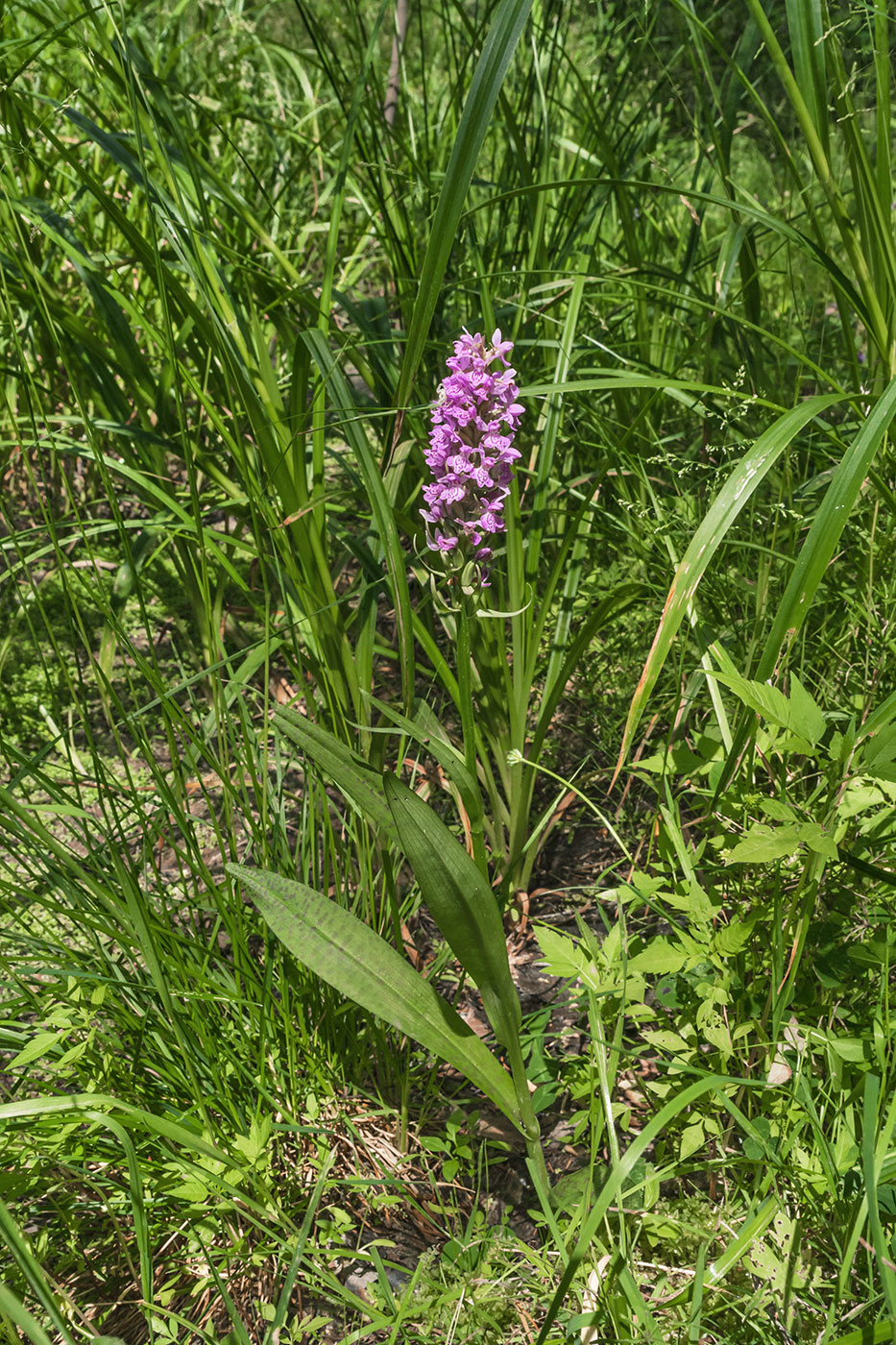 Изображение особи Dactylorhiza baltica.