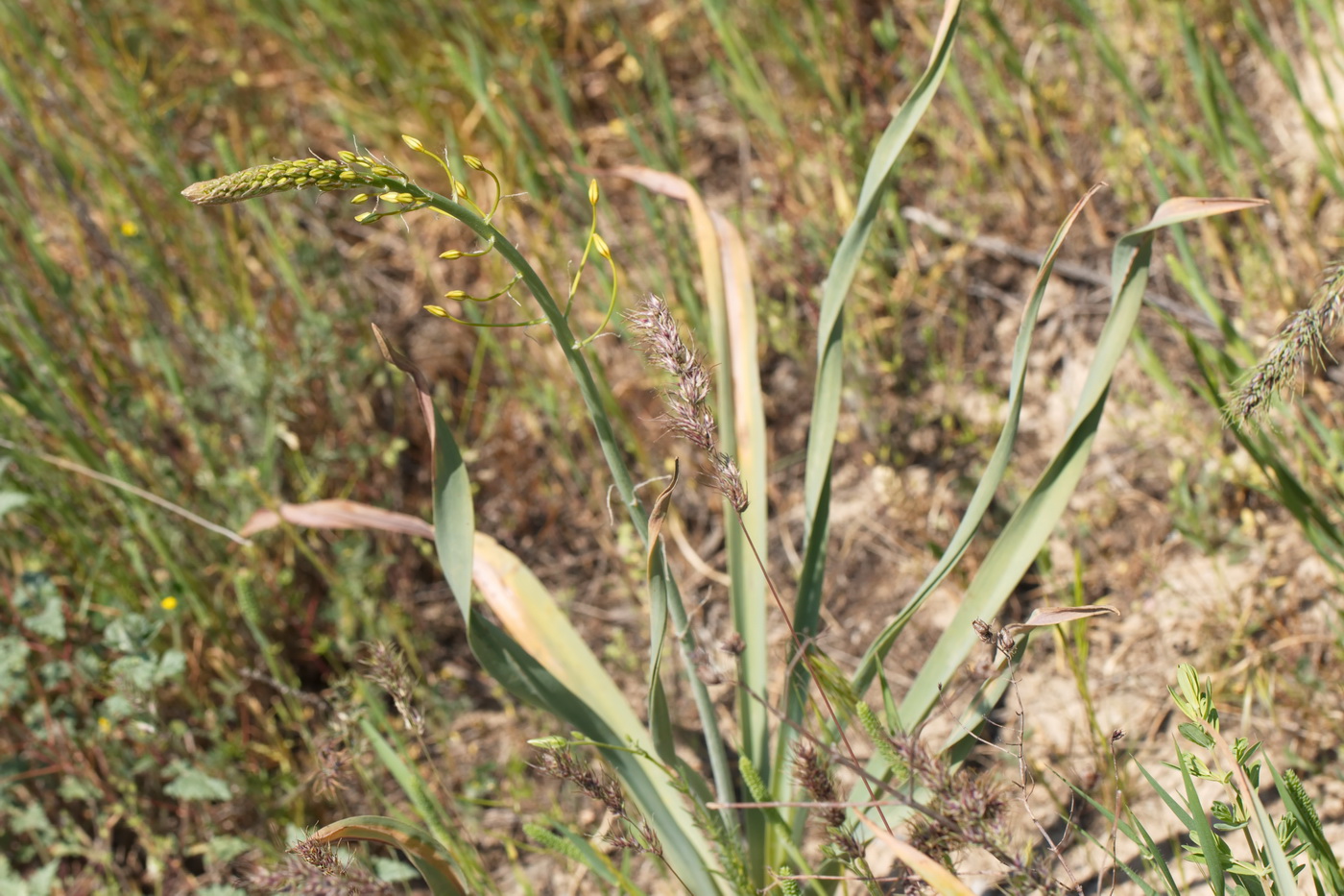 Изображение особи Eremurus soogdianus.