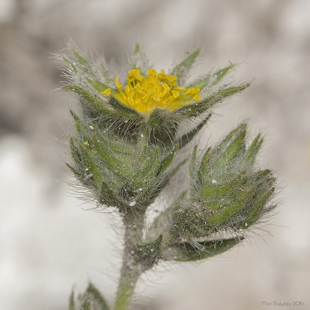 Image of genus Potentilla specimen.