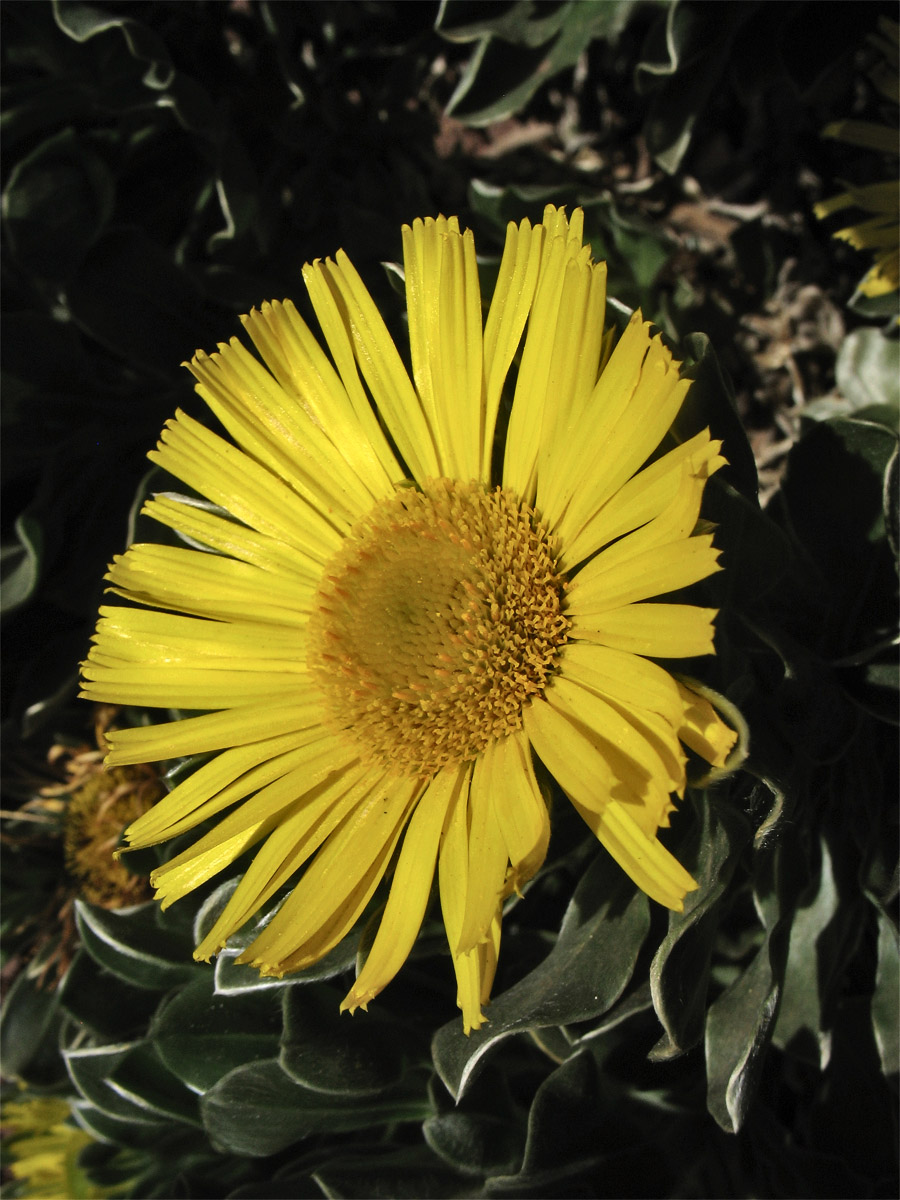 Image of Asteriscus sericeus specimen.