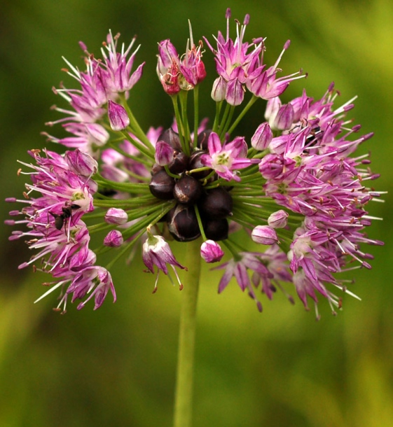 Изображение особи Allium macrostemon.