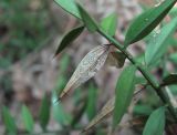 Ruscus aculeatus. Веточка с поражёнными филлокладиями. Краснодарский край, окр. г. Геленджик, сосняк. 29.07.2019.