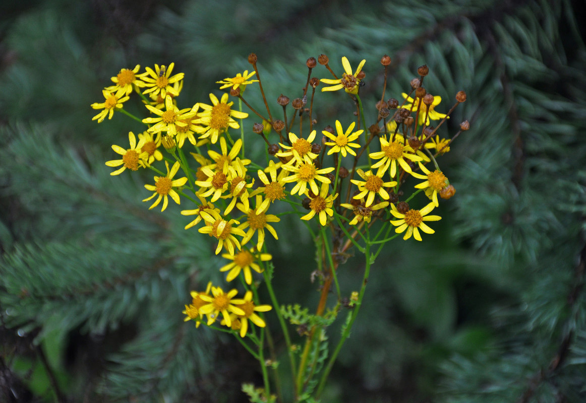 Image of Senecio jacobaea specimen.