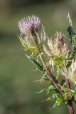 Cirsium obvallatum. Верхушка растения с соцветиями. Кабардино-Балкария, Эльбрусский р-н, долина р. Сылтрансу, ≈ 2200 м н.у.м., субальпийский луг. 05.08.2019.