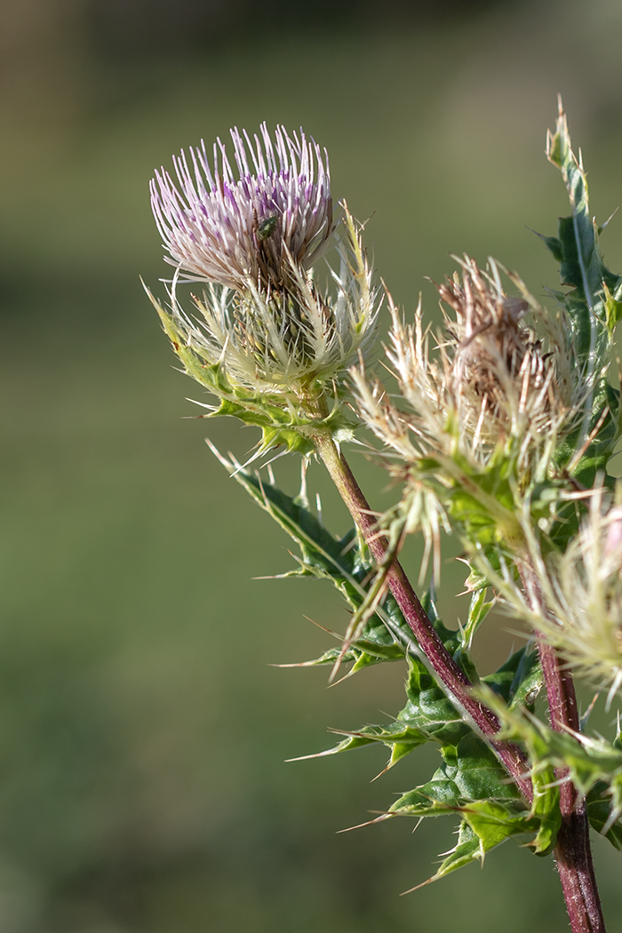 Изображение особи Cirsium obvallatum.