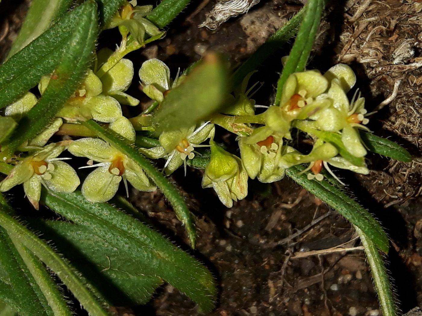 Изображение особи Aconogonon ocreatum var. laxmannii.