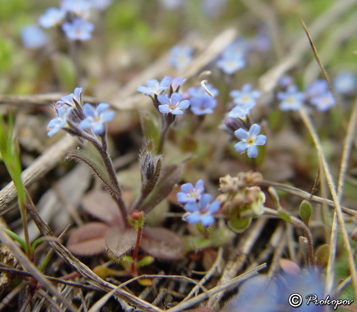 Изображение особи Myosotis incrassata.