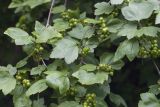 Ribes komarovii