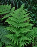 Dryopteris expansa. Вайя. Челябинская обл., Златоустовский гор. округ, хребет Большой Таганай, Двуглавая сопка, ≈ 800 м н.у.м., смешанный лес. 06.08.2019.