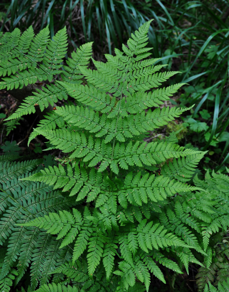 Изображение особи Dryopteris expansa.