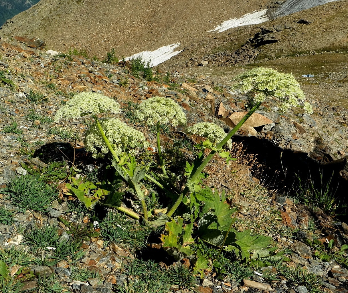 Image of Heracleum leskovii specimen.