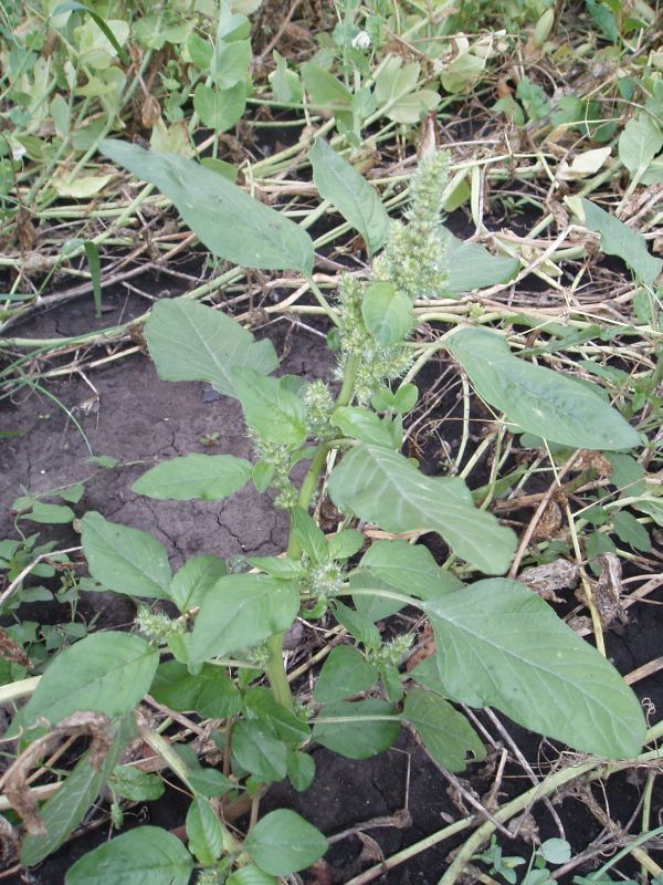 Изображение особи Amaranthus retroflexus.