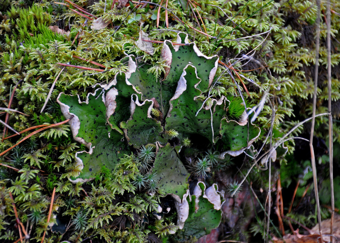 Image of Peltigera aphthosa specimen.