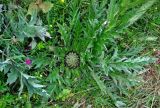 Carlina subspecies utzka