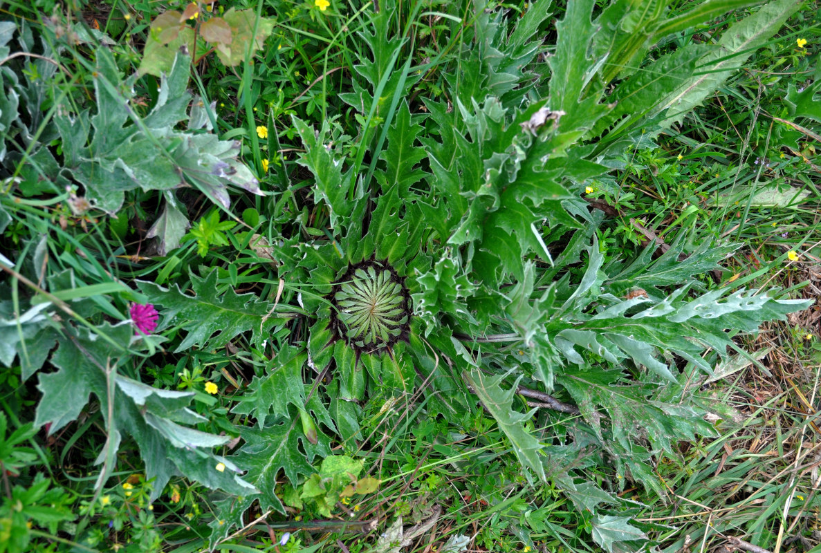 Image of Carlina acanthifolia ssp. utzka specimen.