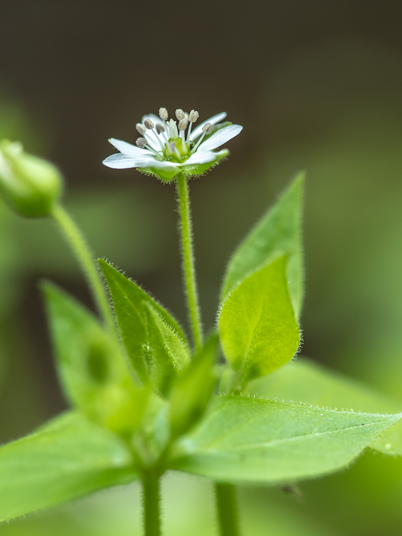 Image of Myosoton aquaticum specimen.