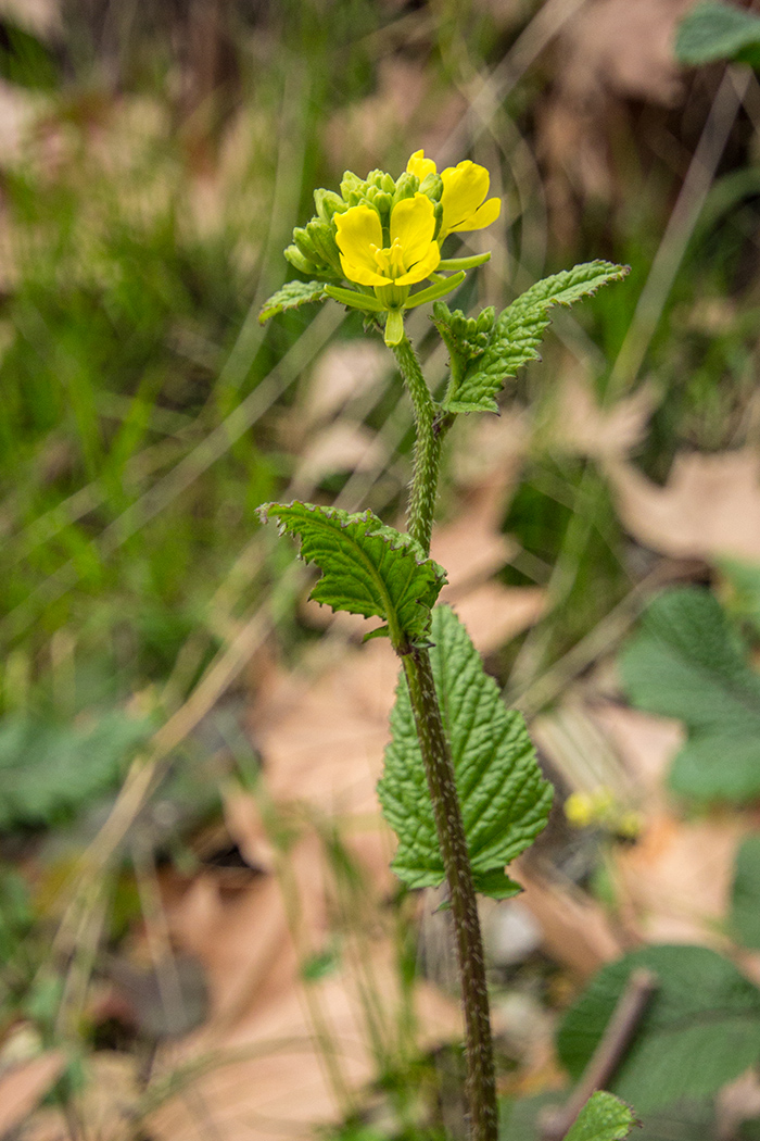 Image of Sinapis arvensis specimen.