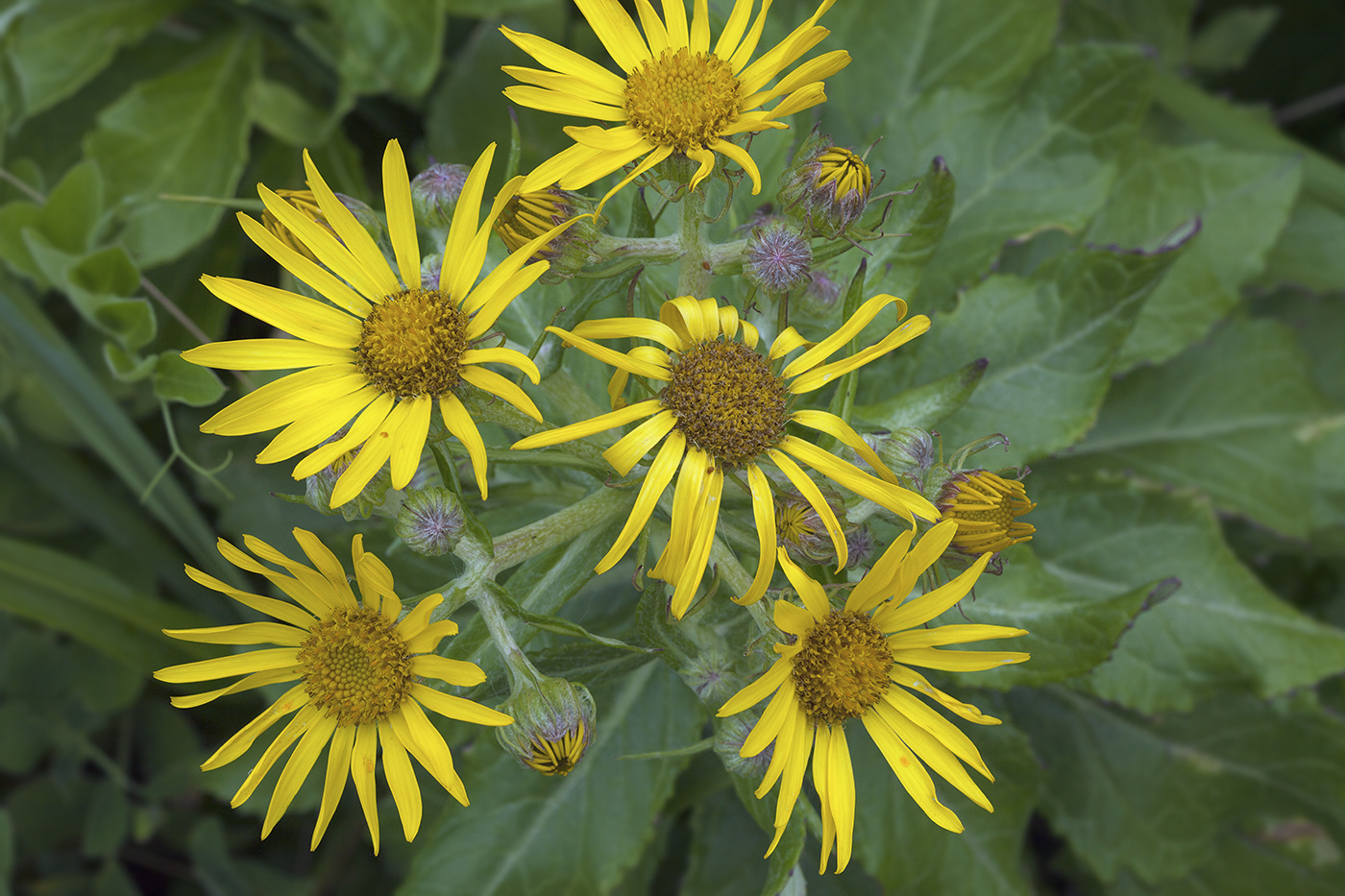 Image of Senecio pseudoarnica specimen.