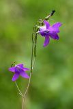 Campanula patula