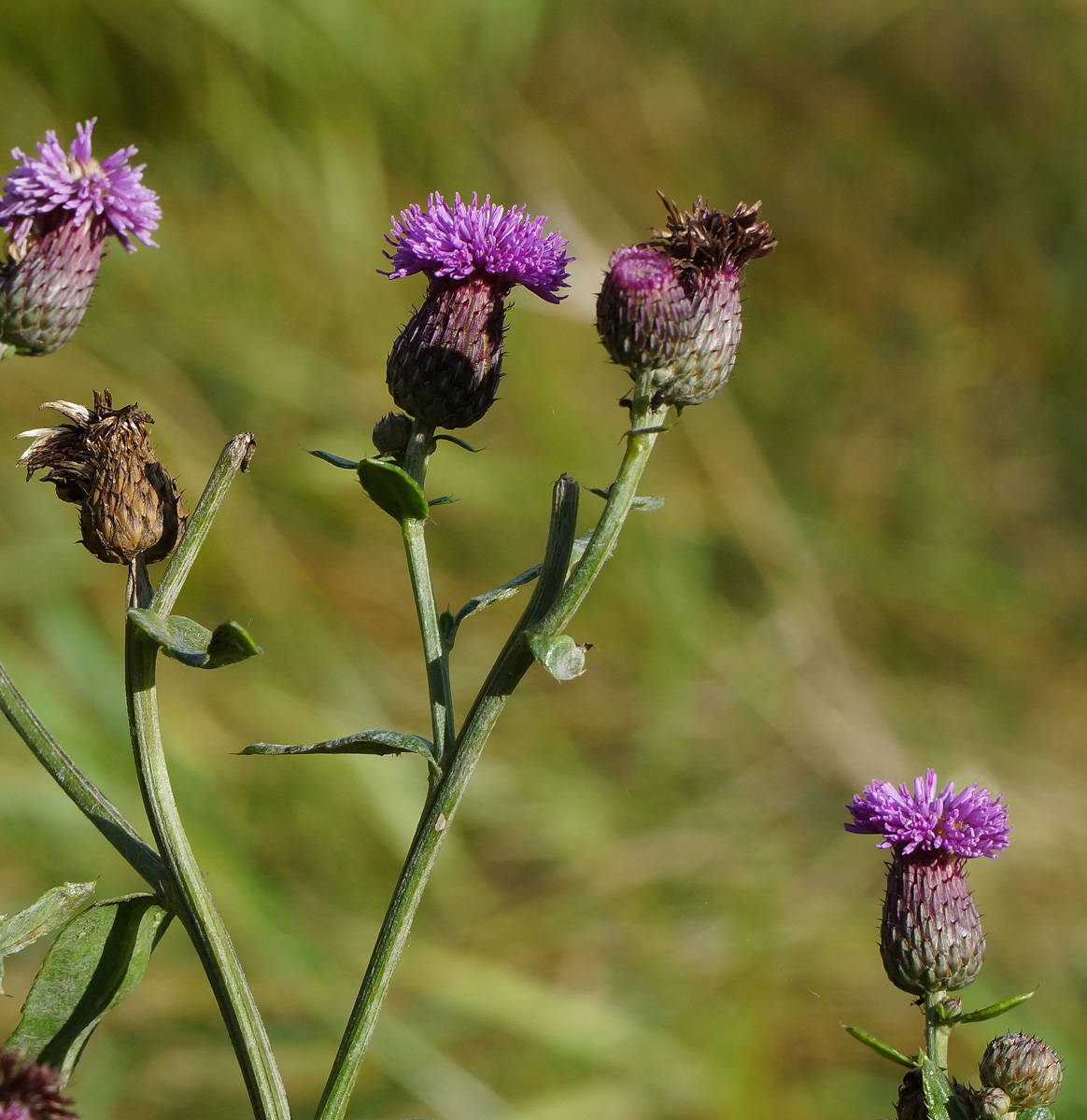 Изображение особи Cirsium setosum.