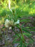 Trifolium spryginii. Верхушка цветущего растения. Свердловская обл., окр. г. Североуральск, долина р. Оленья, еловый лес. 29.06.2010.