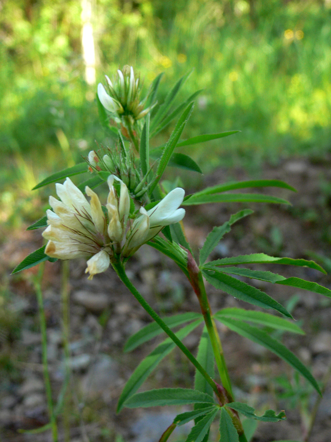 Image of Trifolium spryginii specimen.