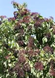 Sambucus nigra