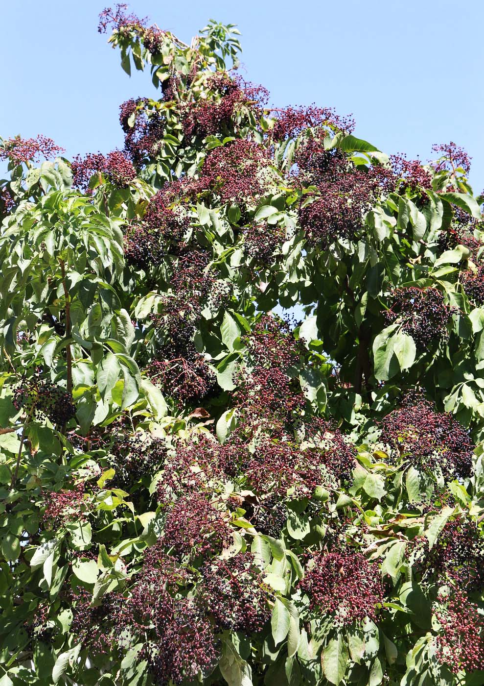 Image of Sambucus nigra specimen.