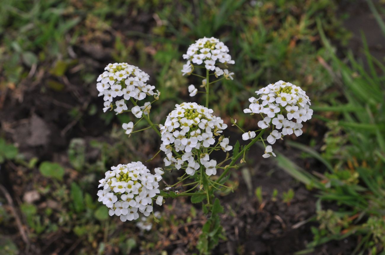 Image of Thlaspi huetii specimen.