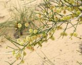 Calligonum caput-medusae