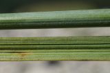 Stipa lithophila