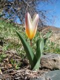 Tulipa berkariensis