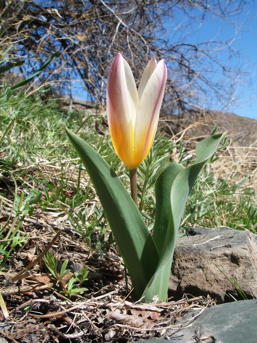 Изображение особи Tulipa berkariensis.