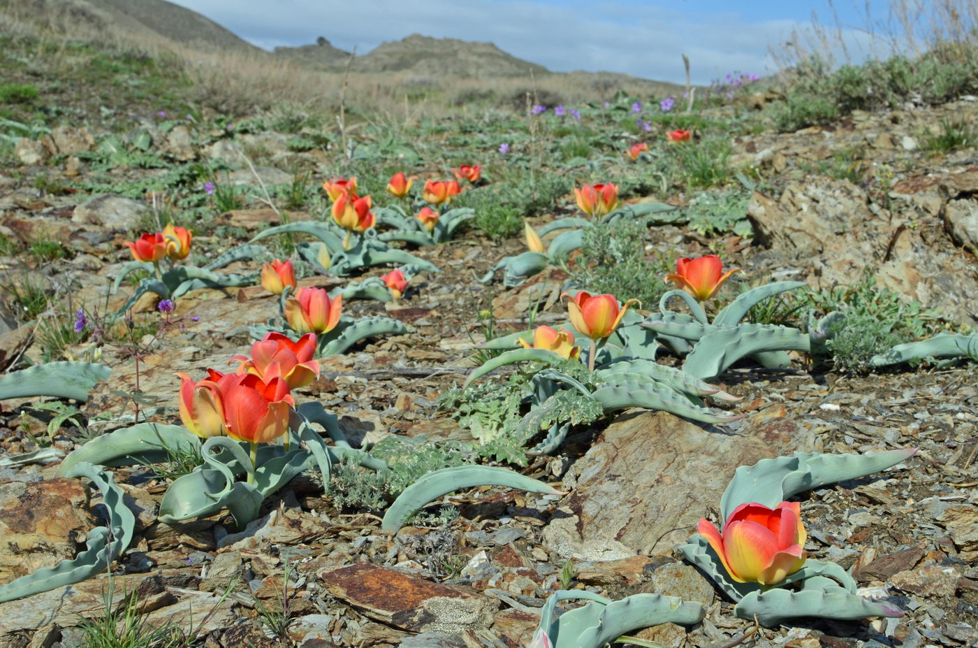 Изображение особи Tulipa alberti.