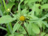 Bidens frondosa