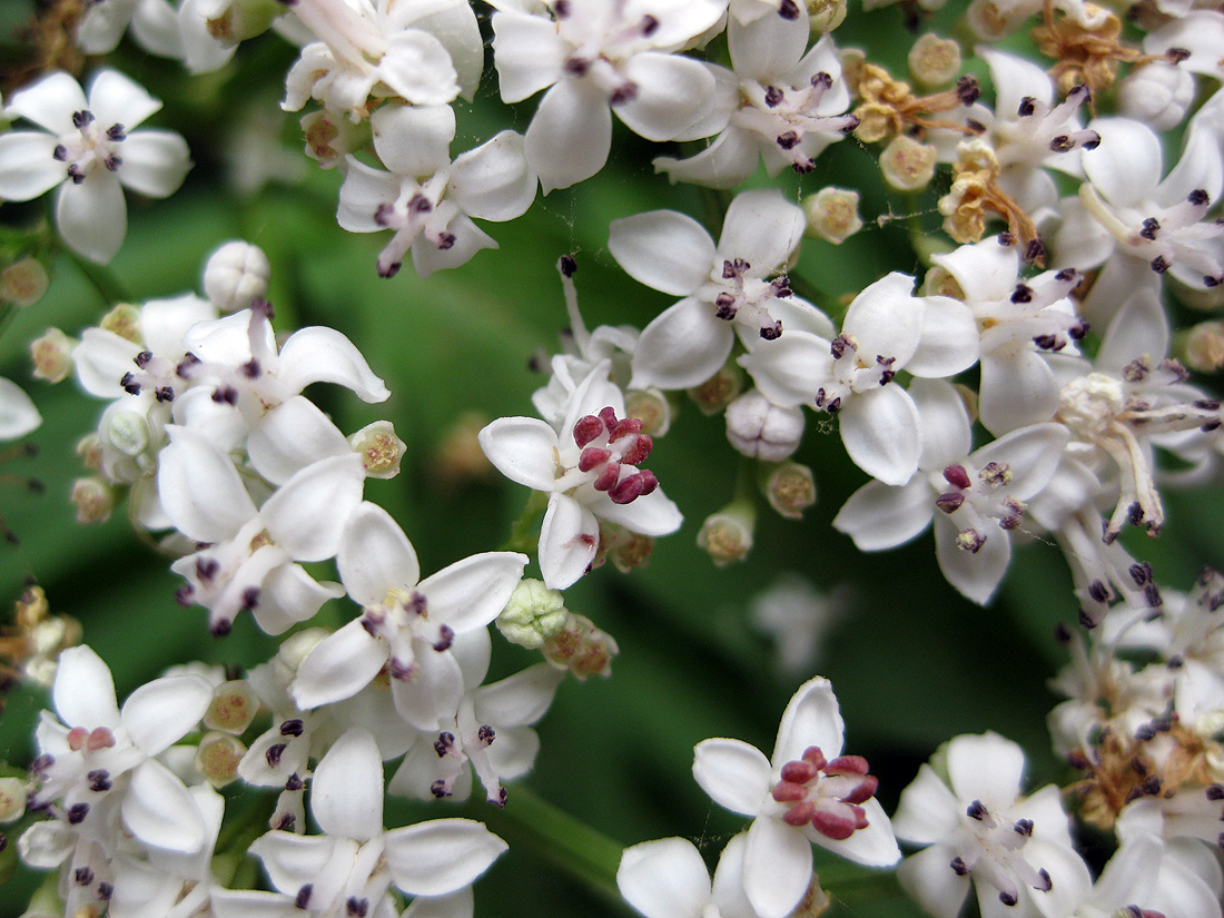 Image of Sambucus ebulus specimen.