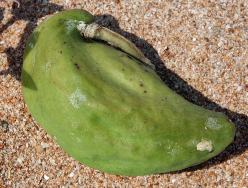 Image of Calotropis gigantea specimen.