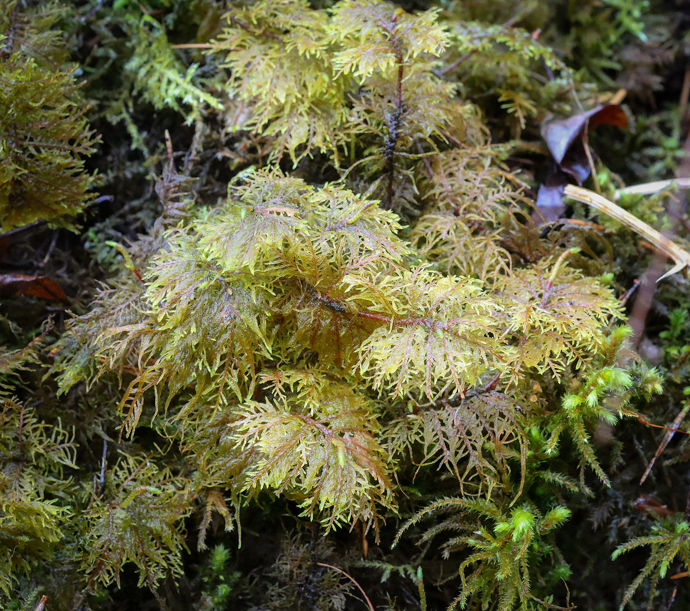 Изображение особи Hylocomium splendens.