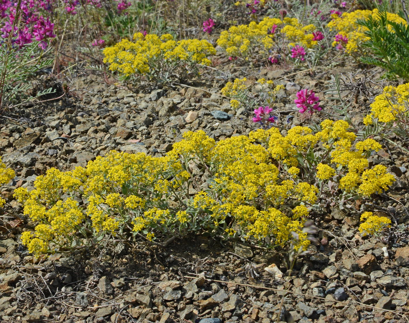 Image of Odontarrhena tortuosa specimen.