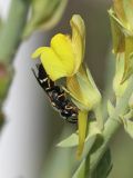 Linaria genistifolia. Цветок с самцом осы Alastor mocsaryi, прогрызающим шпорец. Крым, Карадагский заповедник, биостанция, клумба. 9 июня 2020 г.