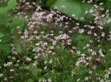 Saxifraga umbrosa